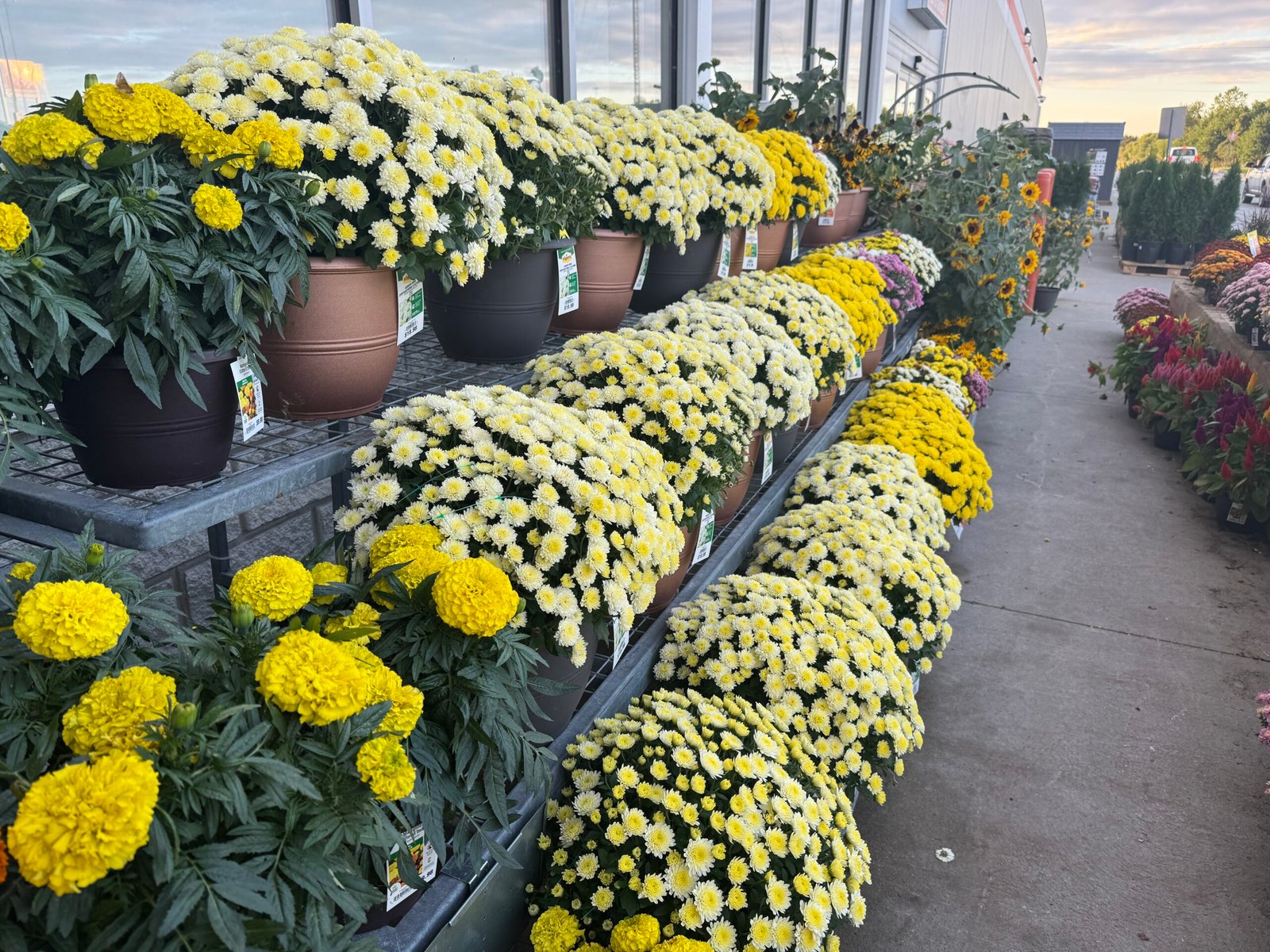 Guide to Autumn Decor: How to Match and Maintain Hanging Chrysanthemum Baskets for Maximum Visual Impact